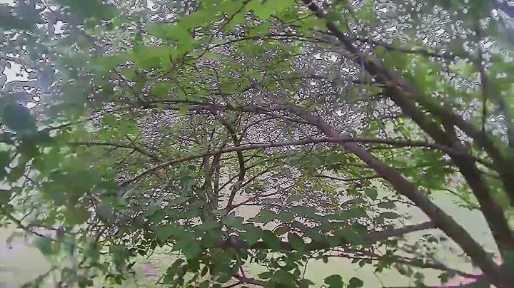 HOMFPV Micron RS Tree surfing
